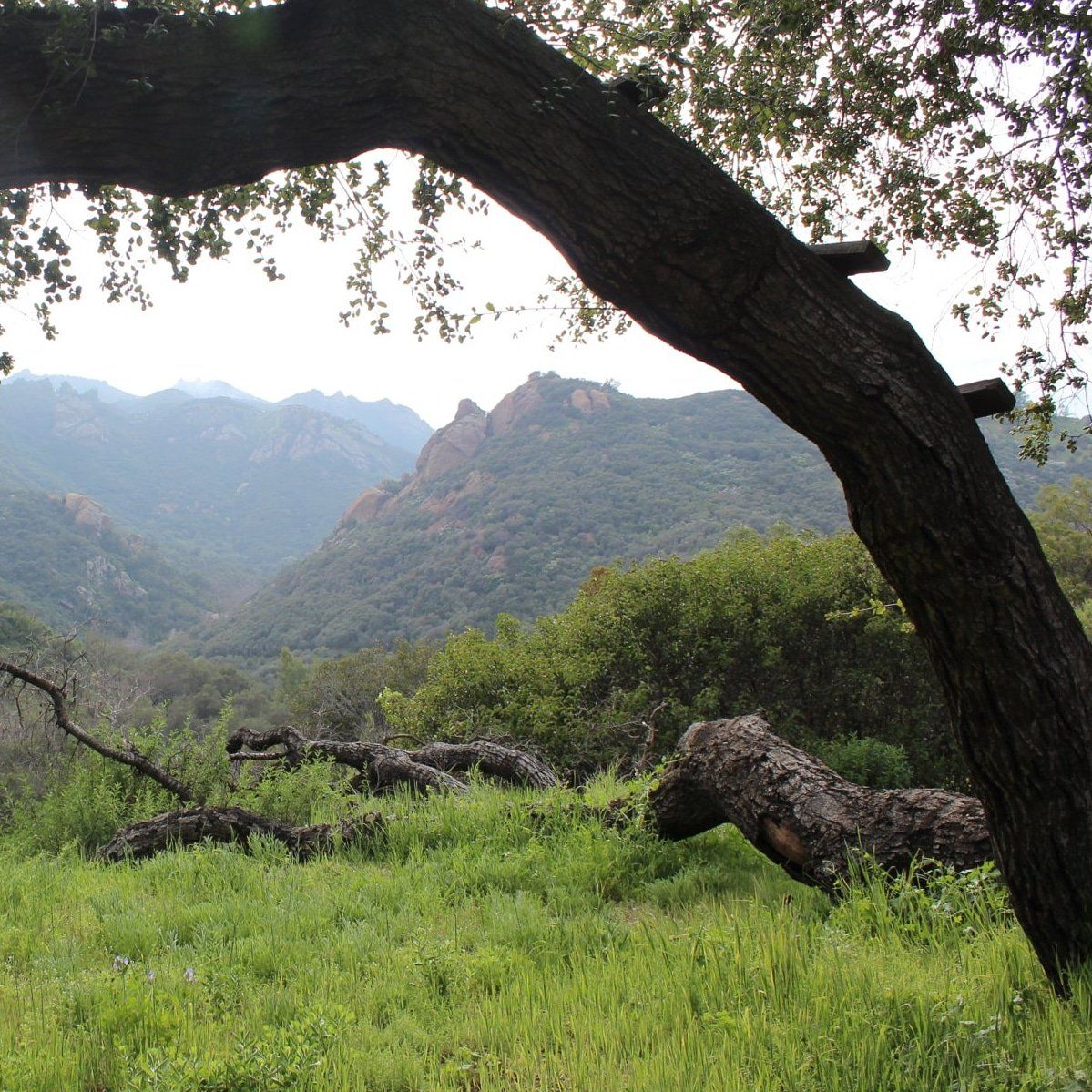 View from under a tree looking out on the santa monica mountains