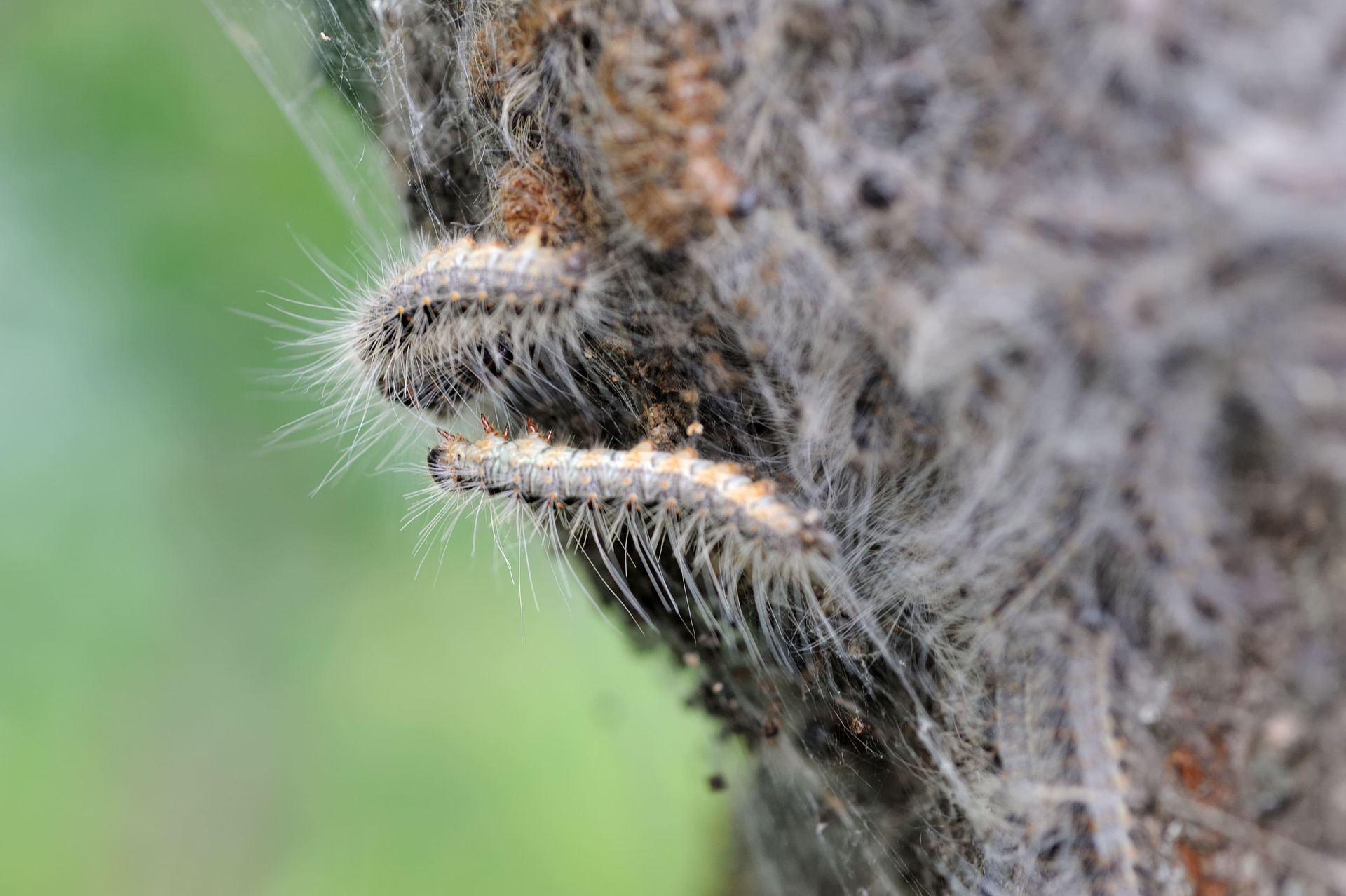 Bettwanzen Bettwanzenbekämpfung