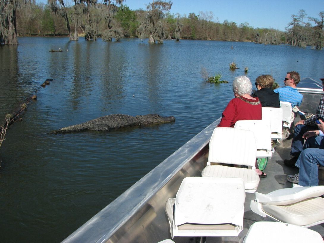 best swamp tour wildlife
