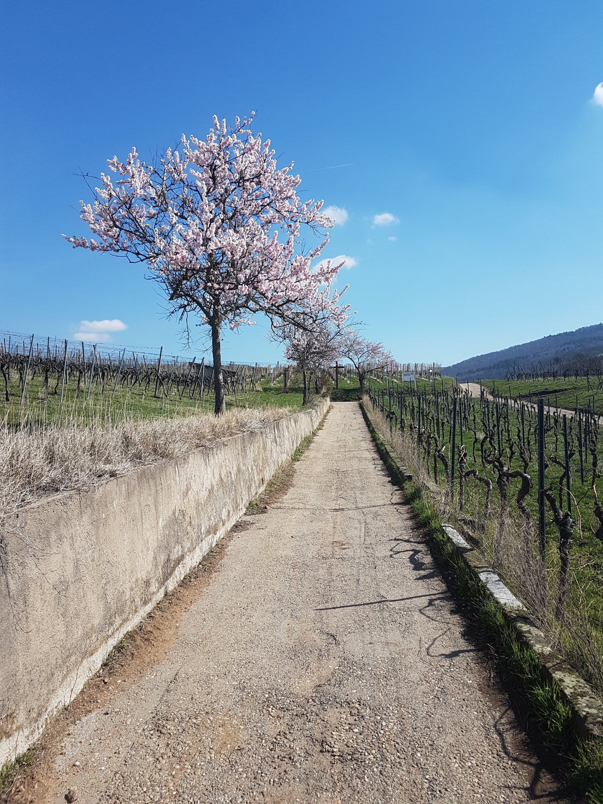 Bergsträßer Weinfrühling in Bensheim