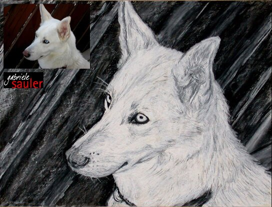 Husky zeichnen lassen als Hundeportrait vom Foto von Gabriele Sauler Kuenstlerin aus Stuttgart