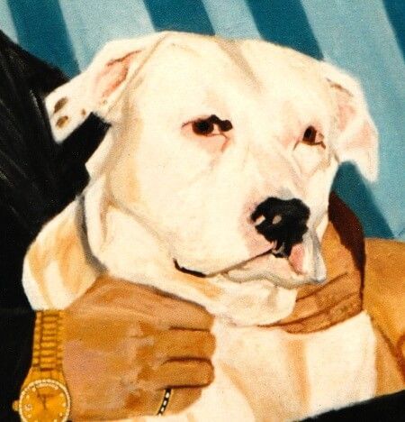 kampfhund ein hund portrait gemaelde nach foto als auftragsmalerei