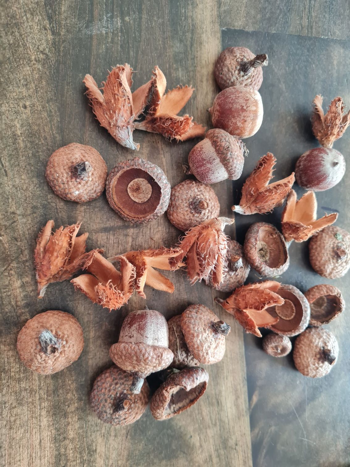 Anleitung wir aus gesammelten Eichelhütchen im Herbst tolle Eicheldiamanten gemacht werden von Dwaffis-Welt