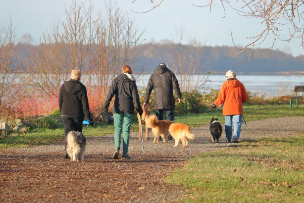 Social Walk