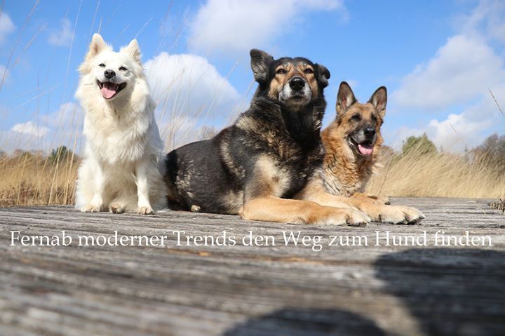 Nicole mit Sunny und Murphy in Otterndorf Nicole mit Sunny und Murphy in Otterndorf