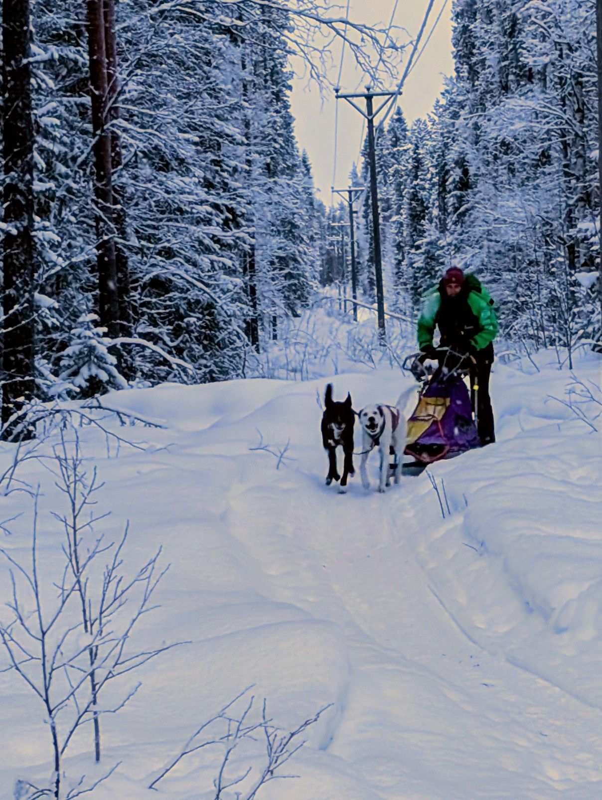 Astrid mit zwei Hunden
