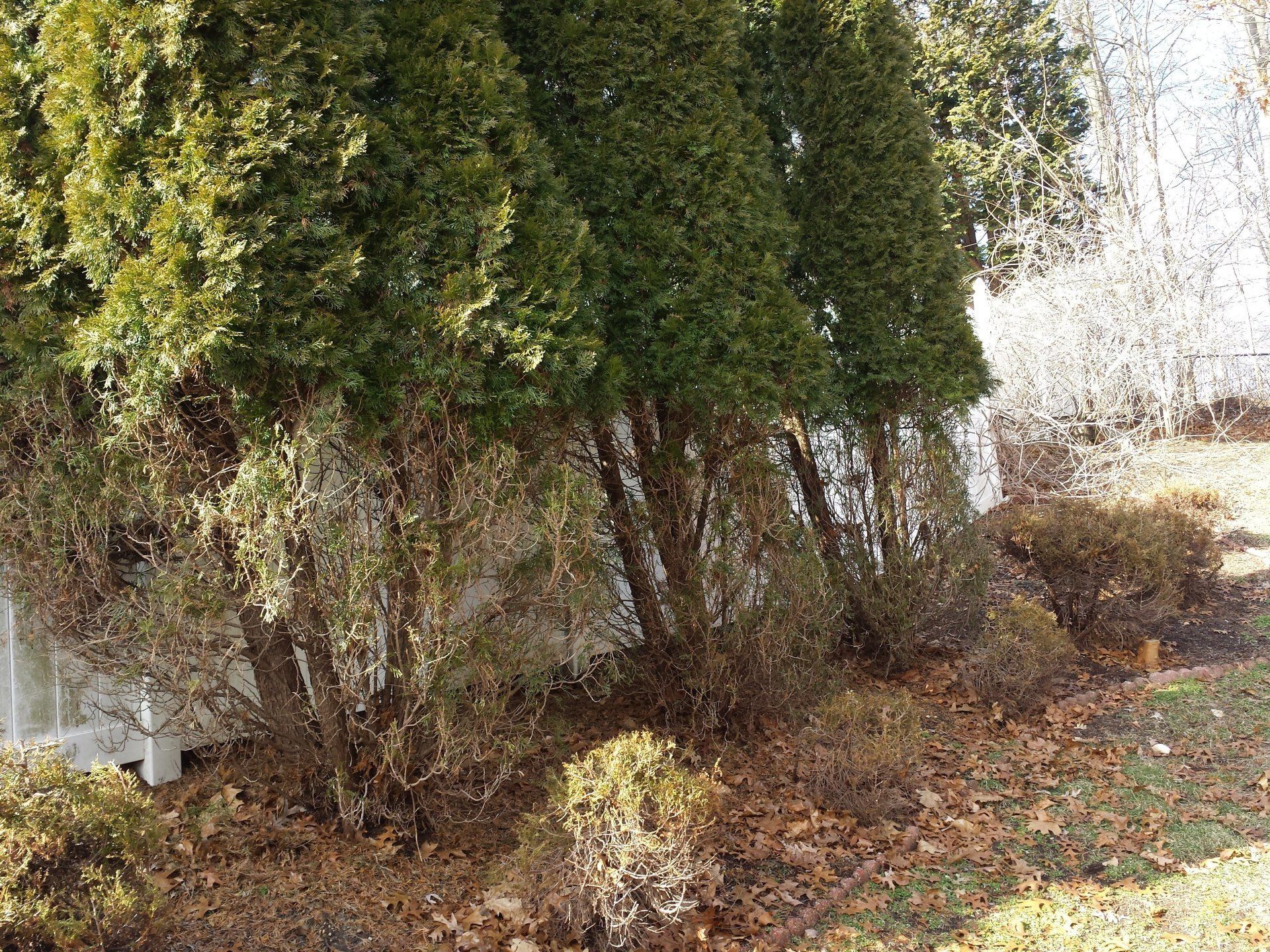 shrubs and bushes