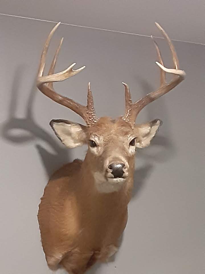 deer head