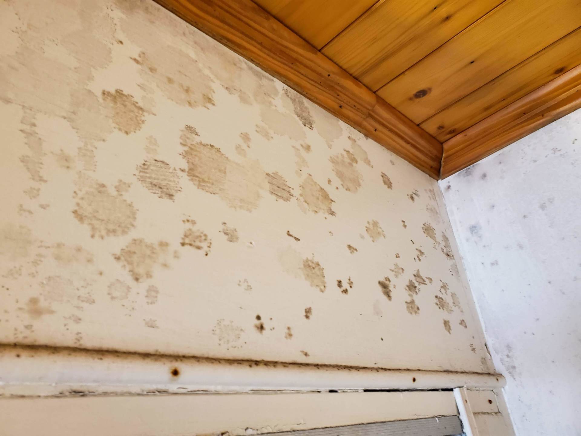 Mold