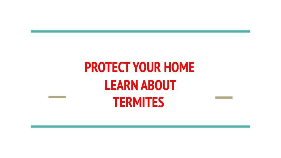 learn about termites