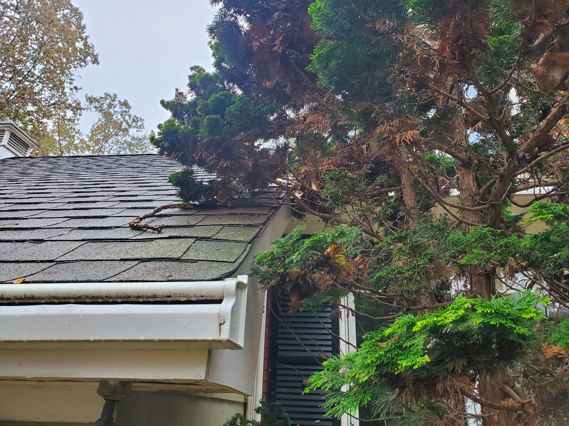 trees on wall of house