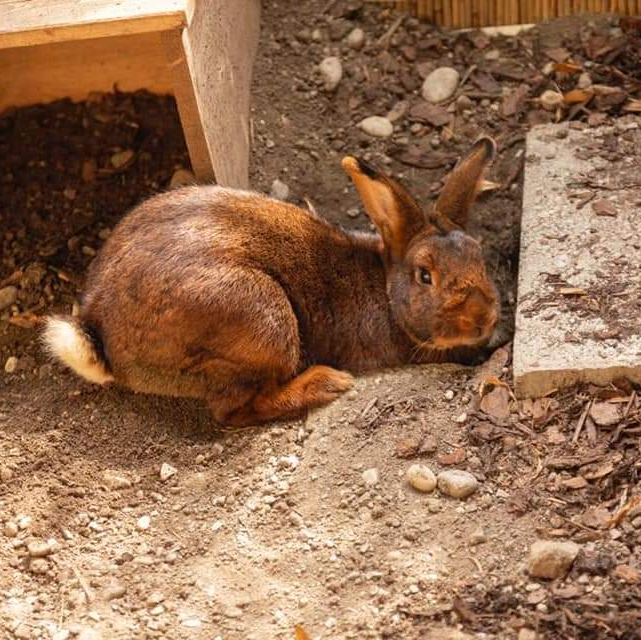 Kinder im Tierheim Maisach Überacker, Kaninchen