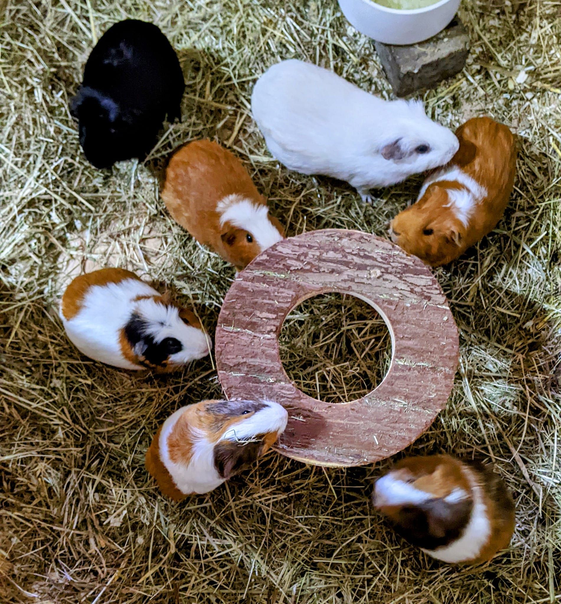 Viele Meerschweinchen suchen ein Zuhause