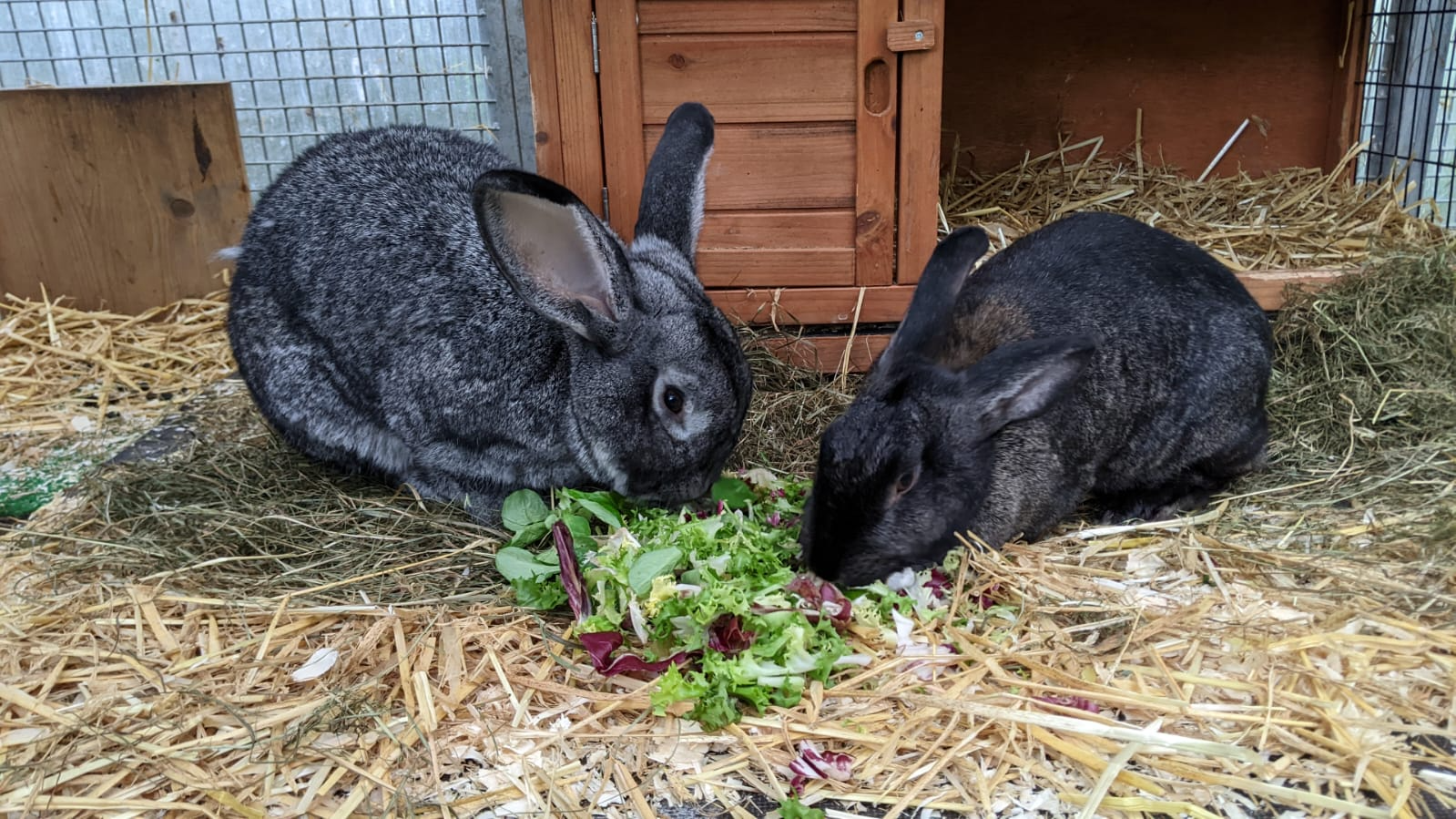 Viele Kaninchen suchen ein neues Zuhause