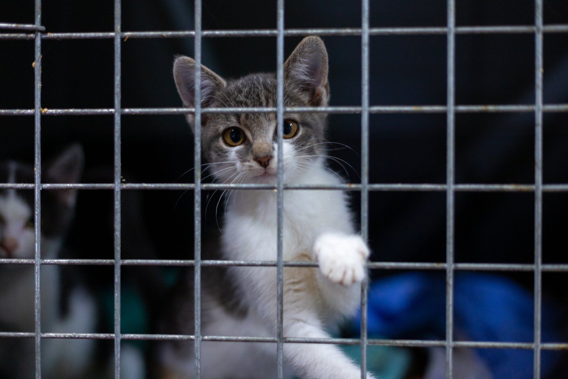 Katzenvermittlung: Eines der zahlreichen Katzenkinder, die bei uns im Tierquartier, dem Tierheim der Tierfreunde Brucker Land gepflegt und versorgt wird.