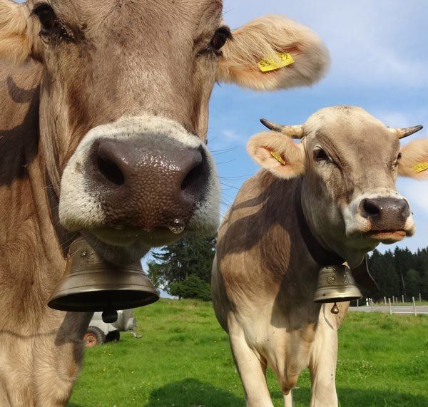 Rund um die LAndwirtschaft im Agrarmarkt Agrarmarkt im Westallgäu, Stiefenhofen