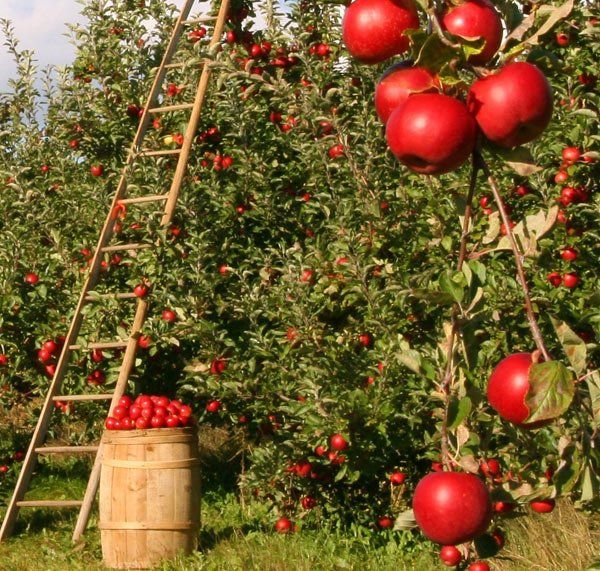 Regionale Produkte in Stiefenhofen Dorfmarkt in Stiefenhofen