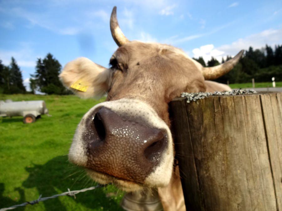 Kuhstall Zubehör im Agrarmarkt Stiefenhofen, Allgäu