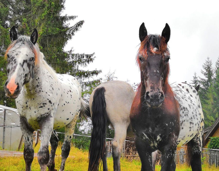 Zubehör für Weide & Stall im Agrarmarkt Stiefenhofen