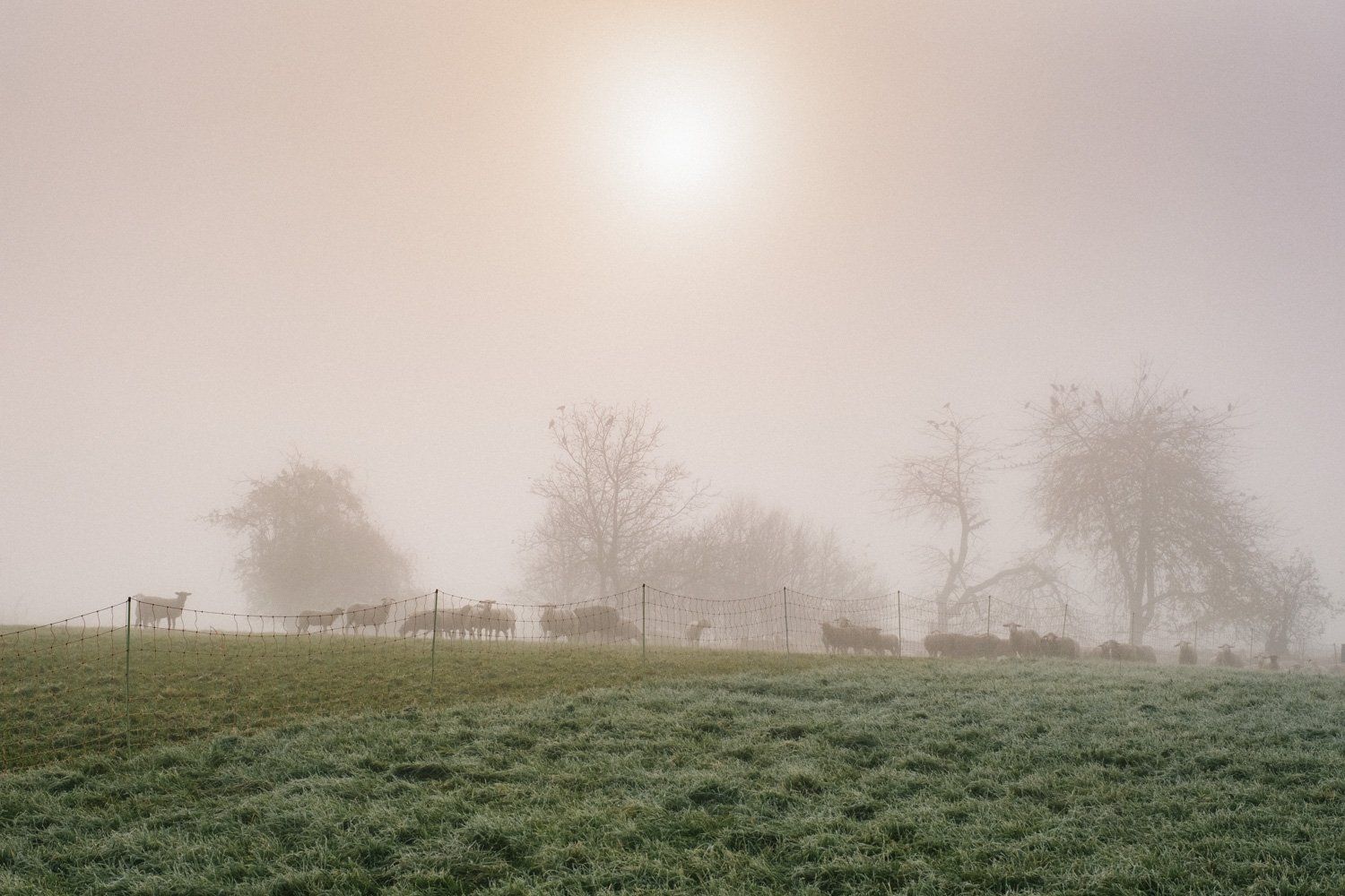 Schafe und Bäume im Nebel