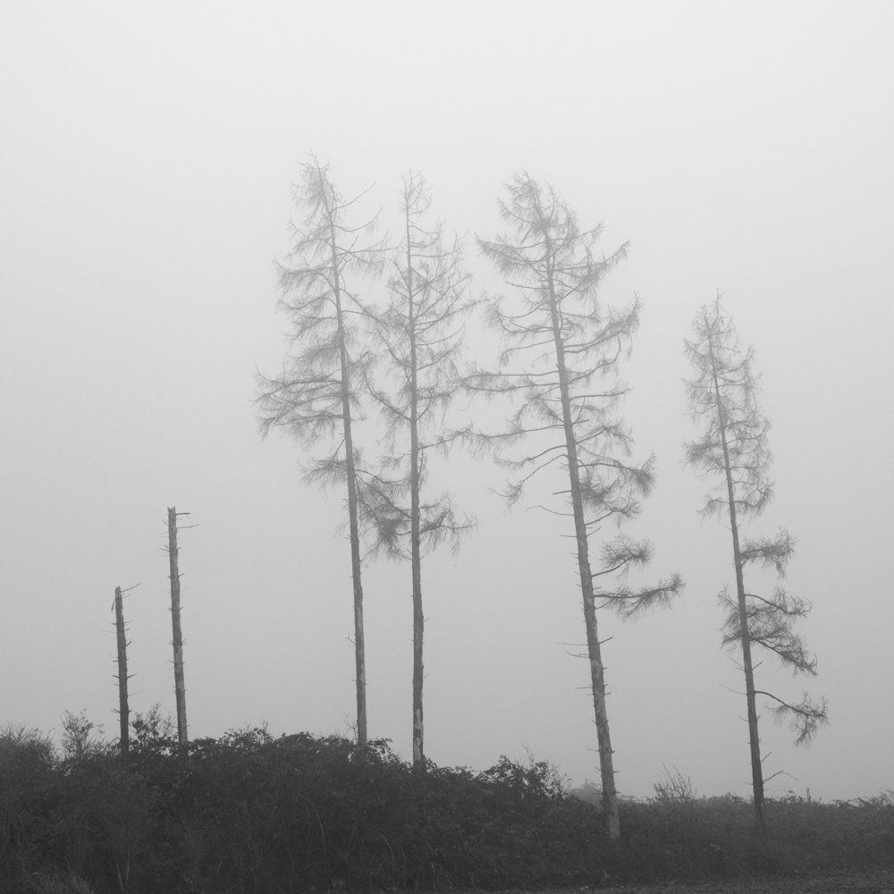 Bäume im Nebel