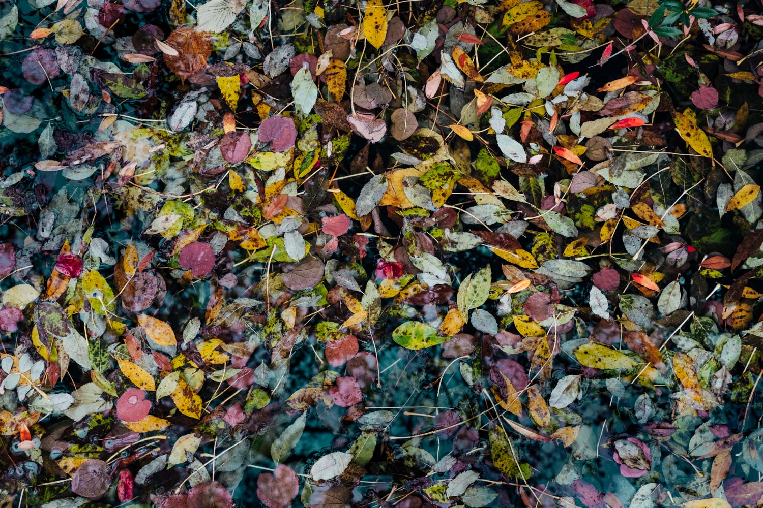 Buntes Herbstlaub in einem Teich