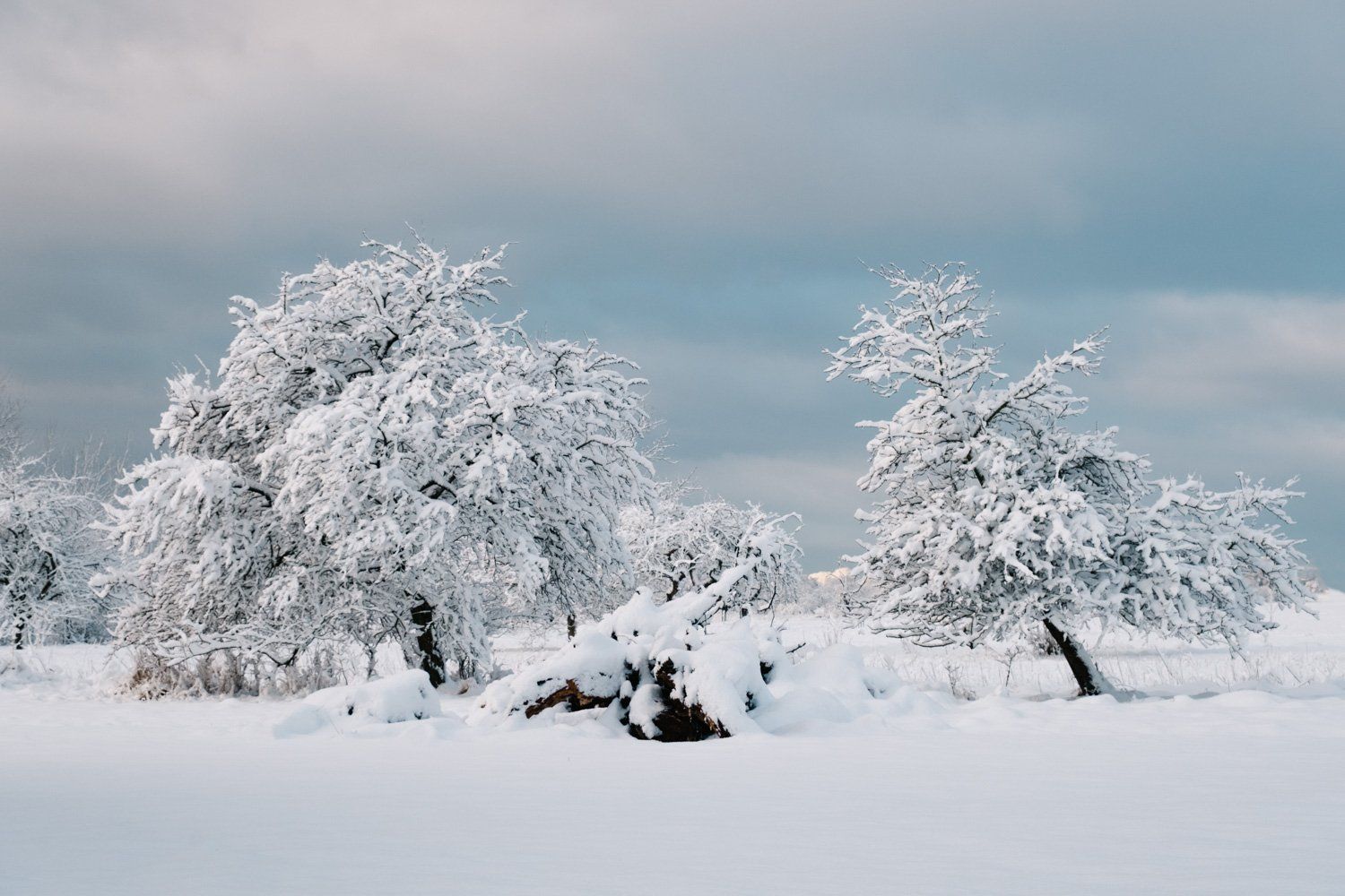 Bäume im Schnee