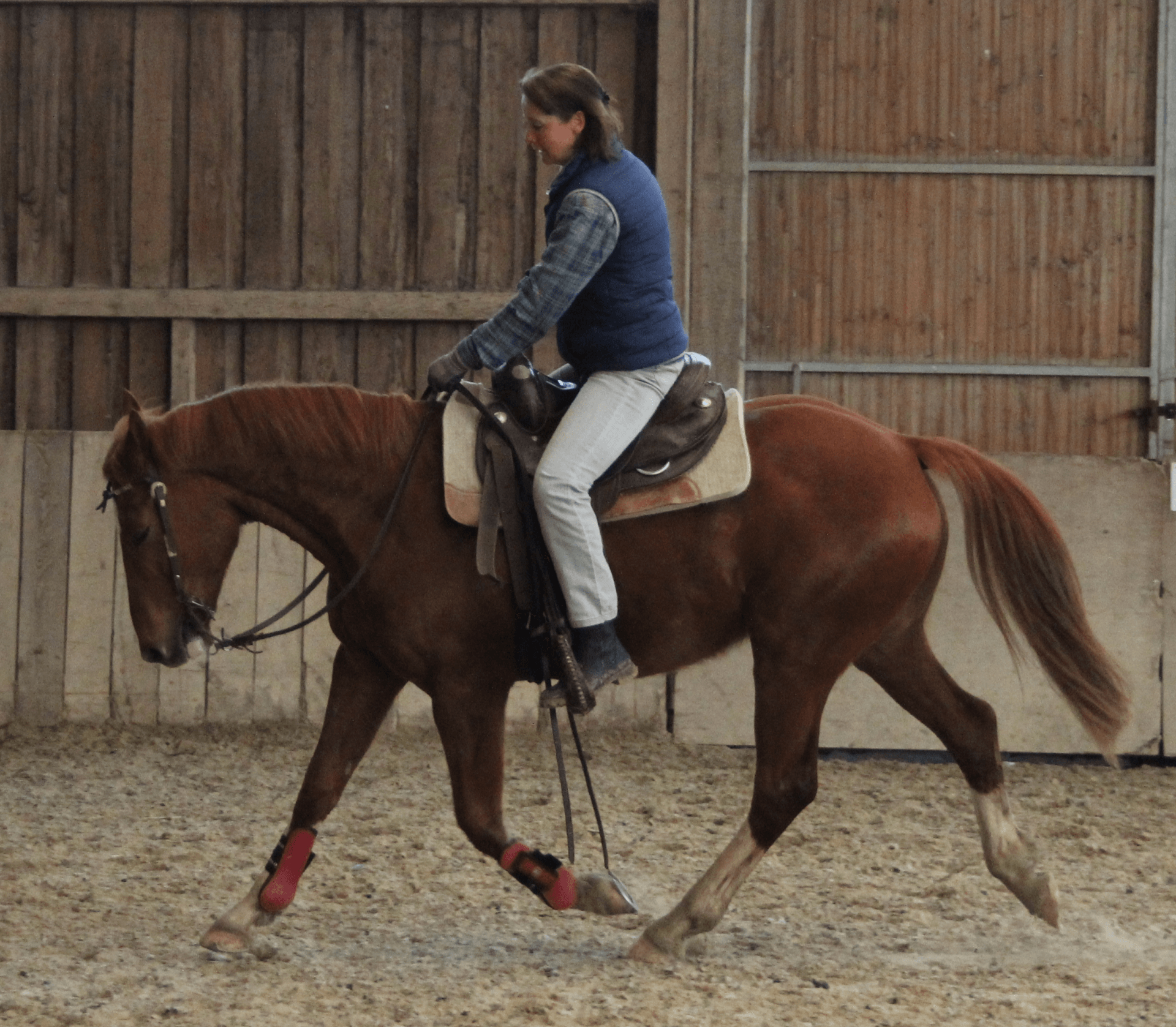 Foto von Capricho, einem Tres-Sangres-Wallach (geb. 2018)