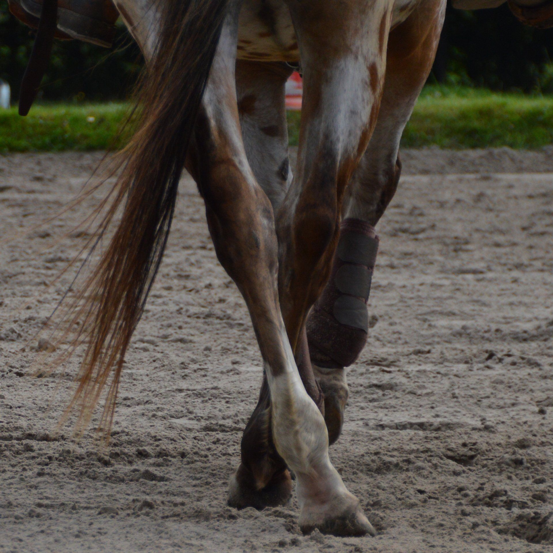 Nahaufnahme von Hinterbeinen eines Pferds