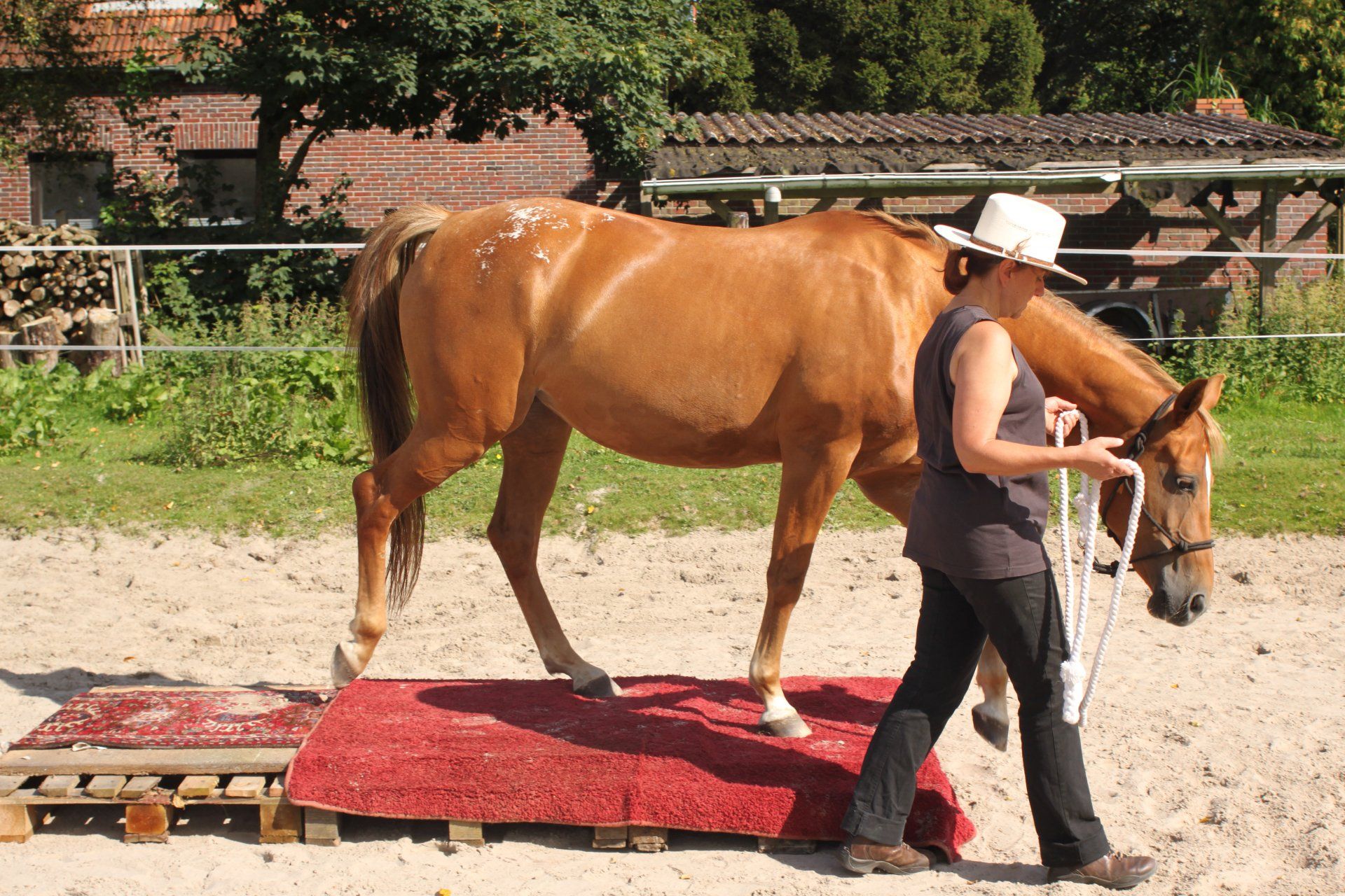 Braunes Pferd wir geführt