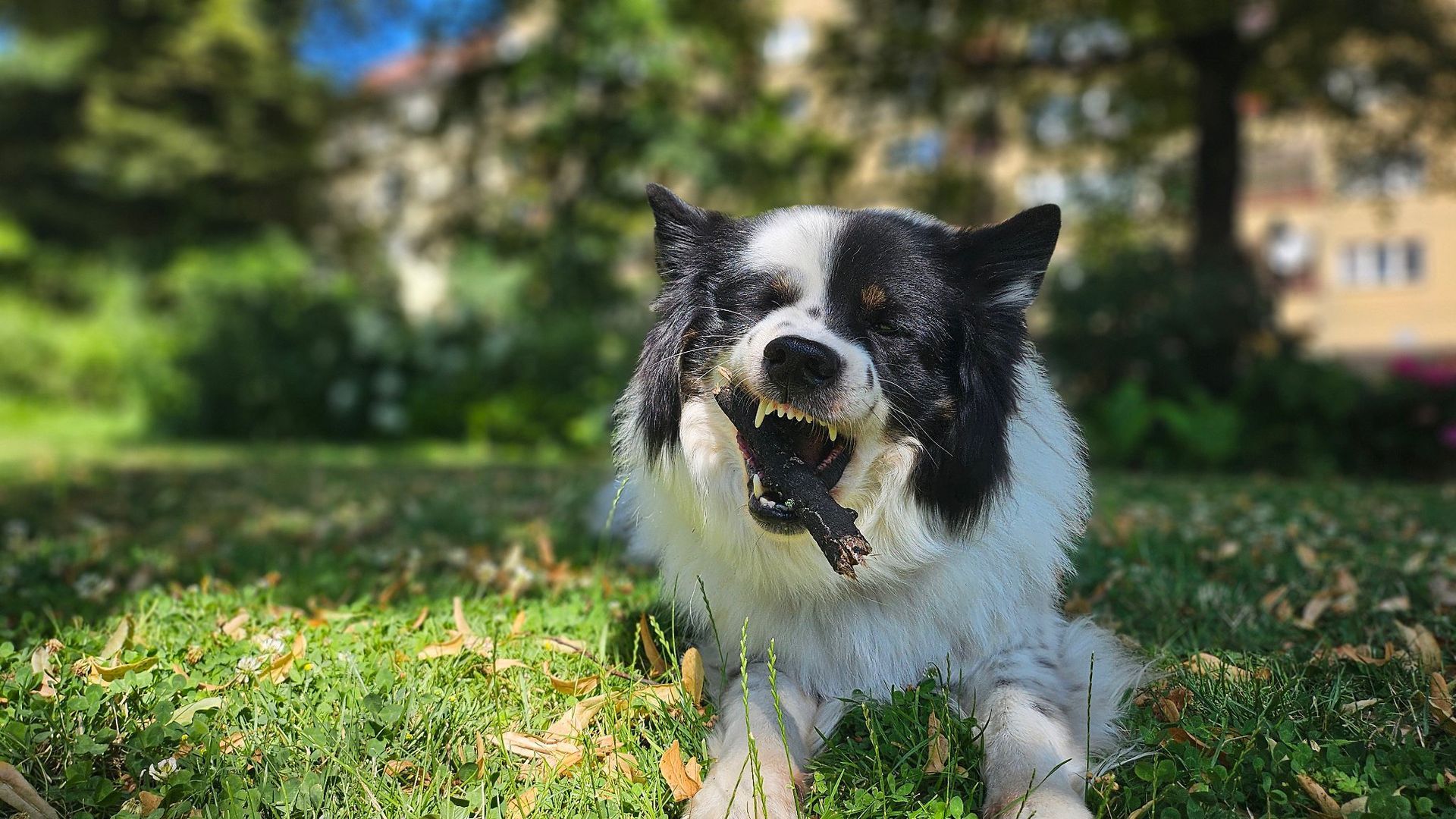 Einzeltraining für deinen Hund in Berlin Charlottenburg