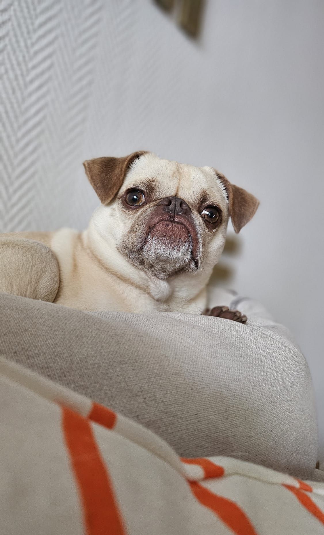 Physiotherapie für Hunde nach Operationen oder bei Ekrankungen