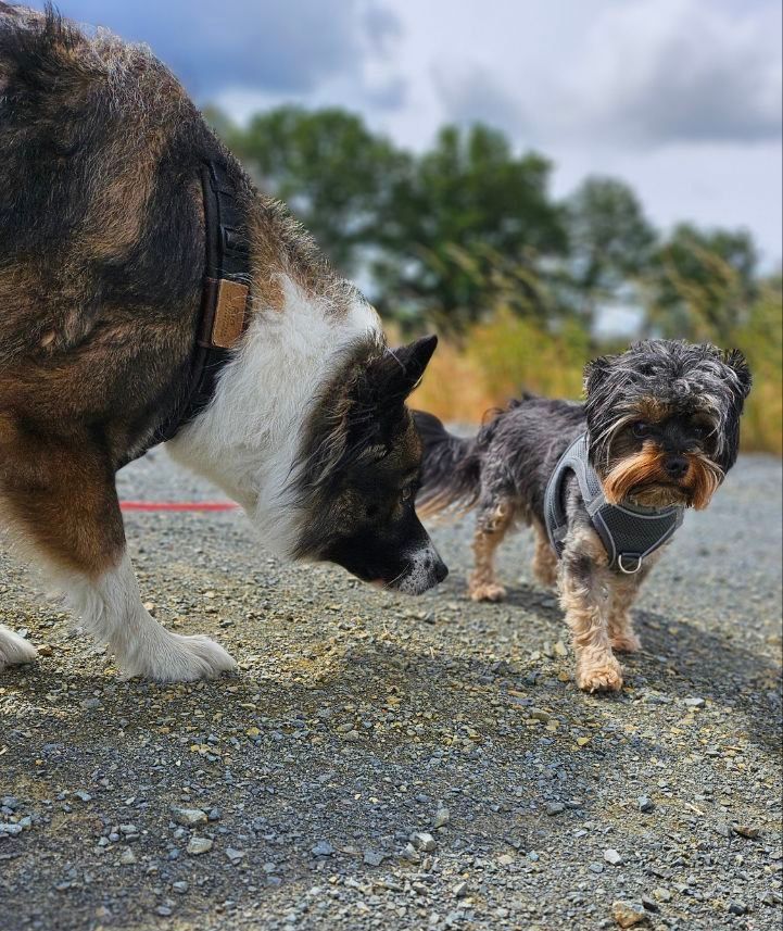 Geführte Spaziergang für Hunde in Berlin Charlottenburg