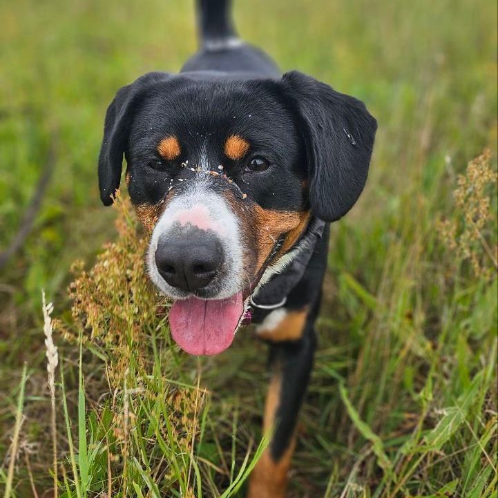 Gemeinsamer Spaziergang für deinen Hund in einer Hundegruppe