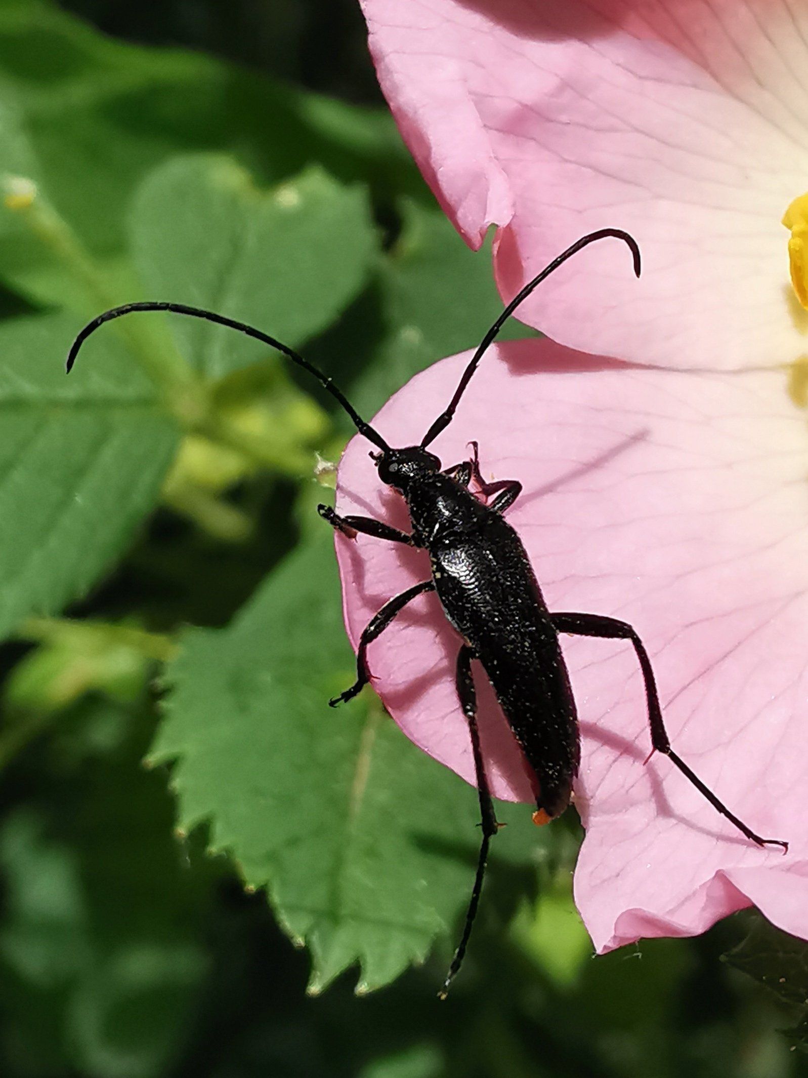 Schwarzer Schmalbock