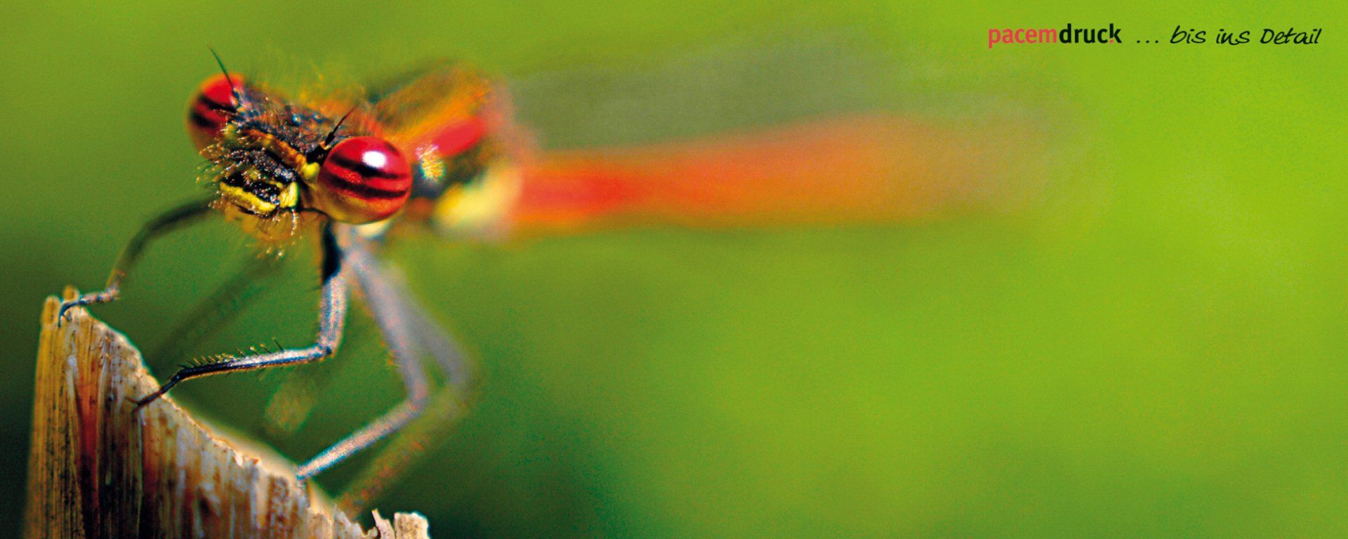 Libelle Rot-gelbe Libelle, die auf einem Holzstück sitzt. Verschwommener, grüner Hintergrund.