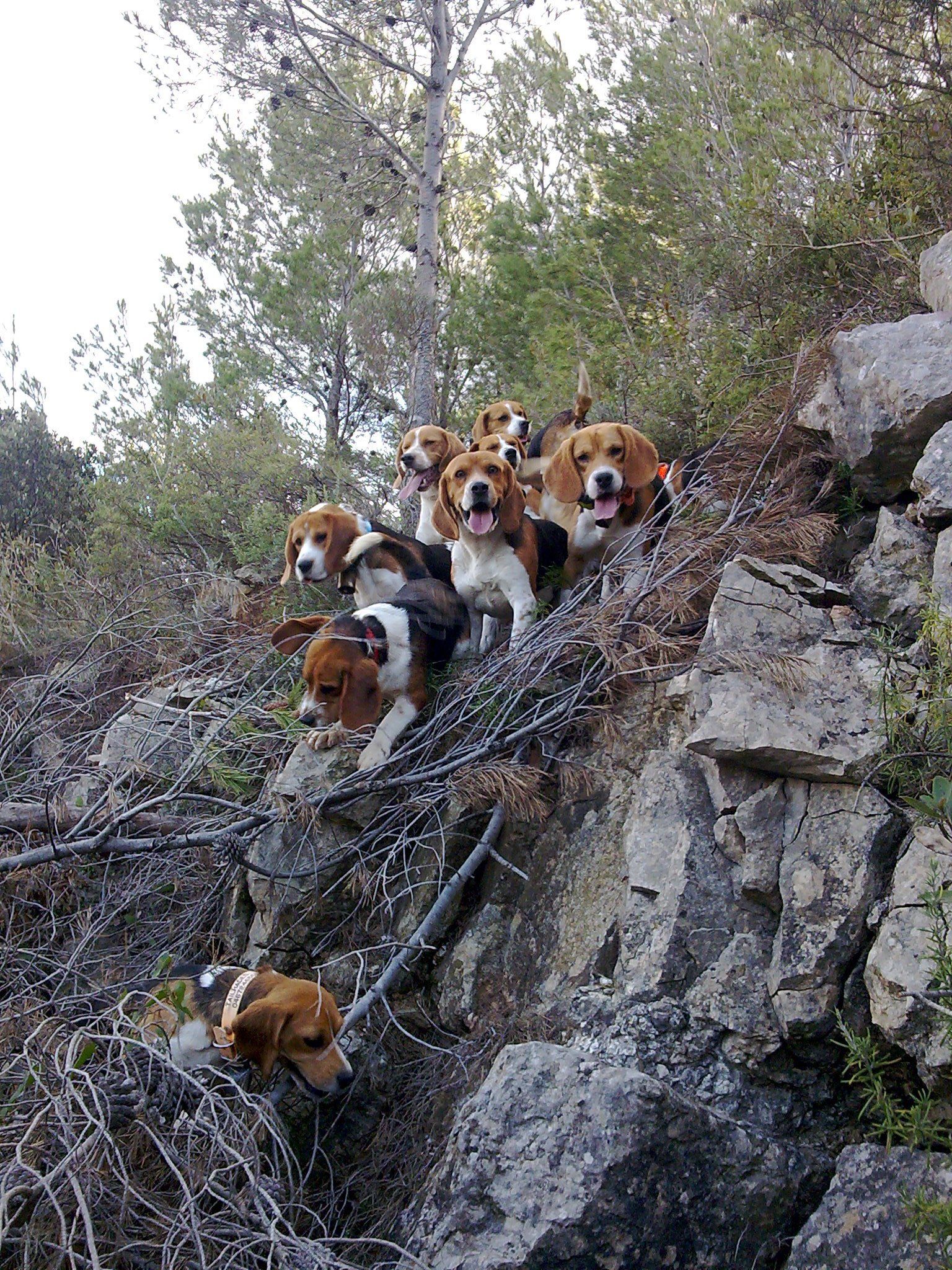 Beagle chasse Beagle Puech Rouch