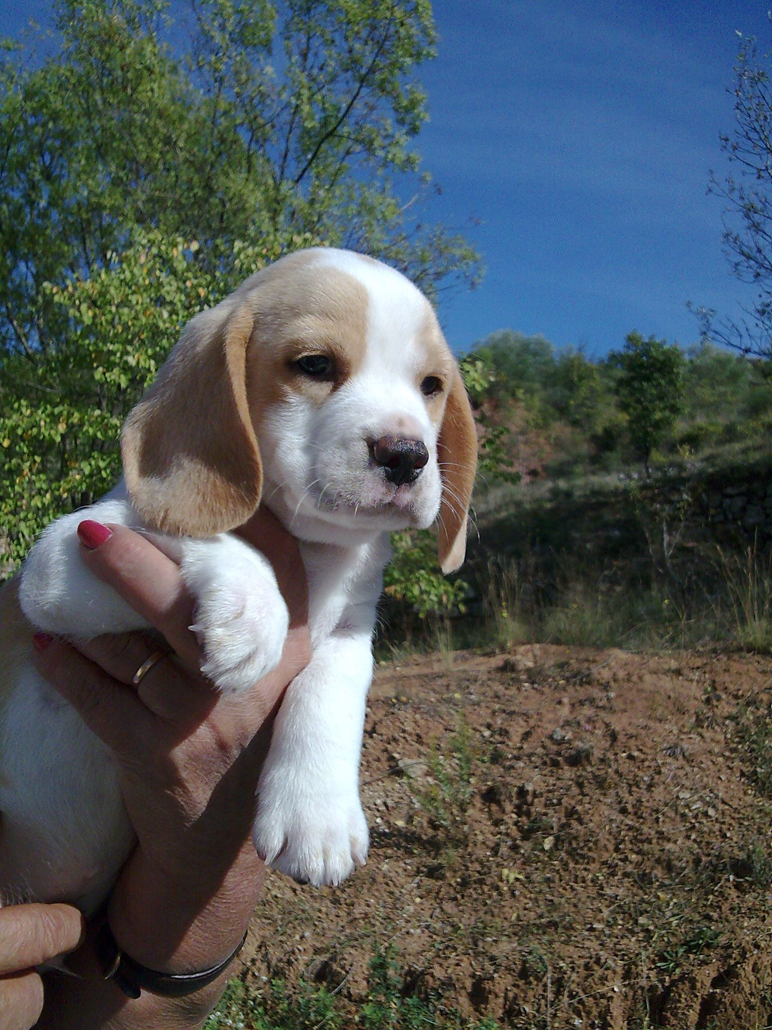 beagle du rocher de notre dame beagle lemon puech rouch