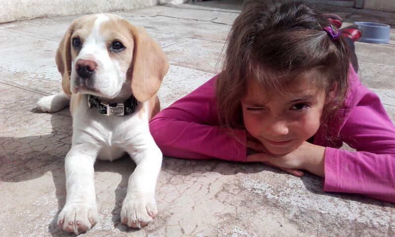 beagle compagnie Saint Chinian beagle compagnie