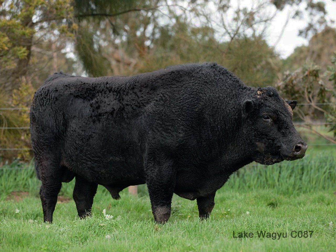 Lake Wagyu