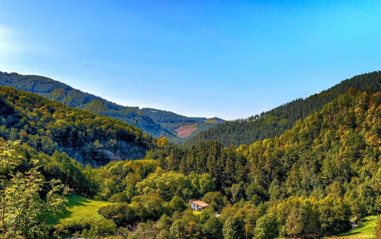 biomasa del bosque verde