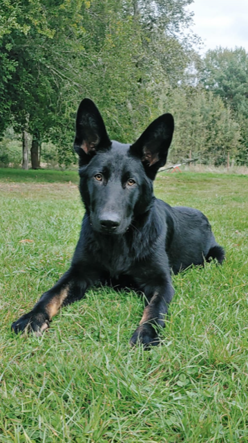 Anti-Gift-Köder Training in der Hundeschule Bramsche