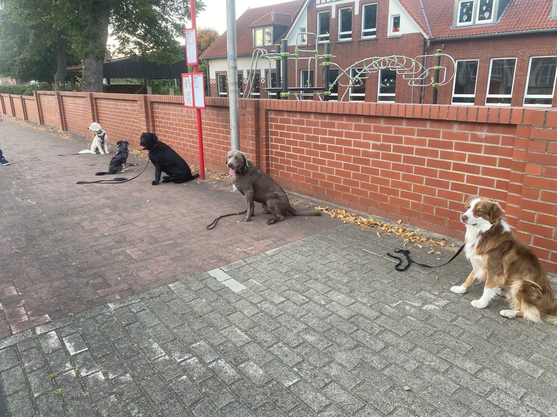 Intensiv-Trainingswoche in der Dogs Academy Bramsche