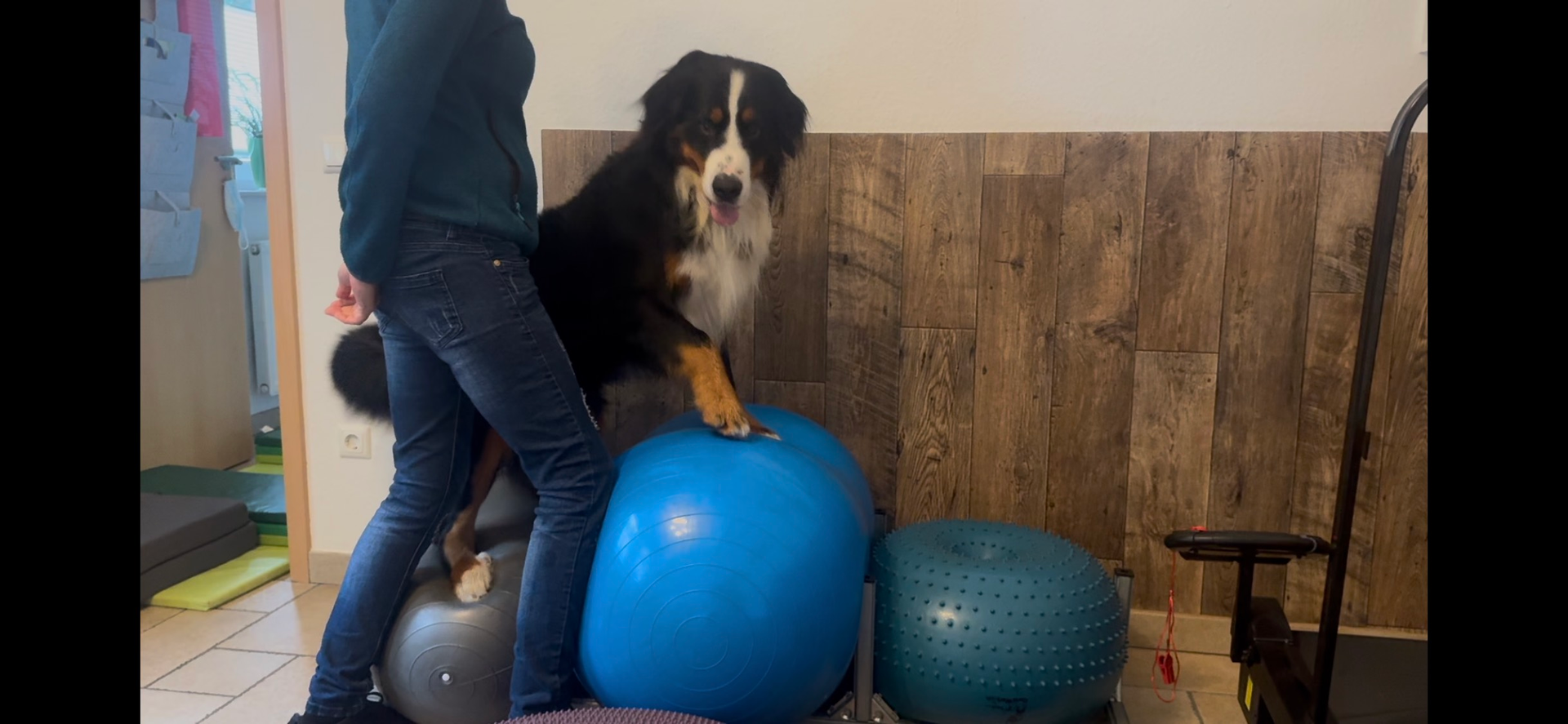 Physiotherapie für Hunde: Warum ein kurzer Check-up einen großen Unterschied macht