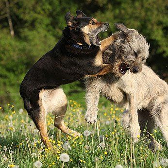 Problemhunde Training in der Hundeschule Bramsche