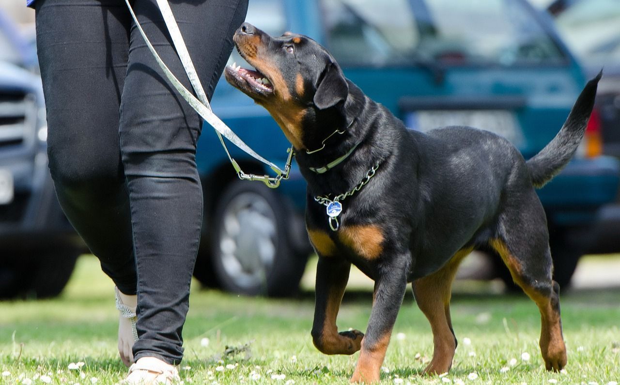 Anti-Gift-Köder Training in der Hundeschule Bramsche