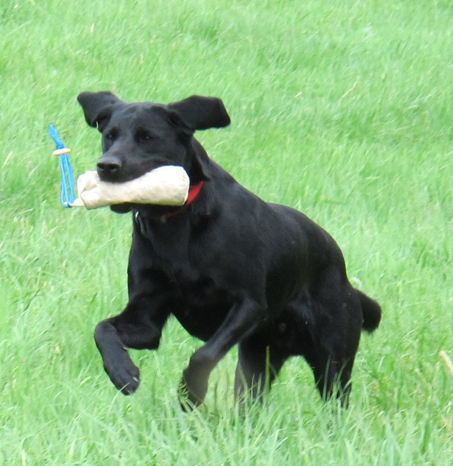 Welpenschule in der Hundeschule Bramsche