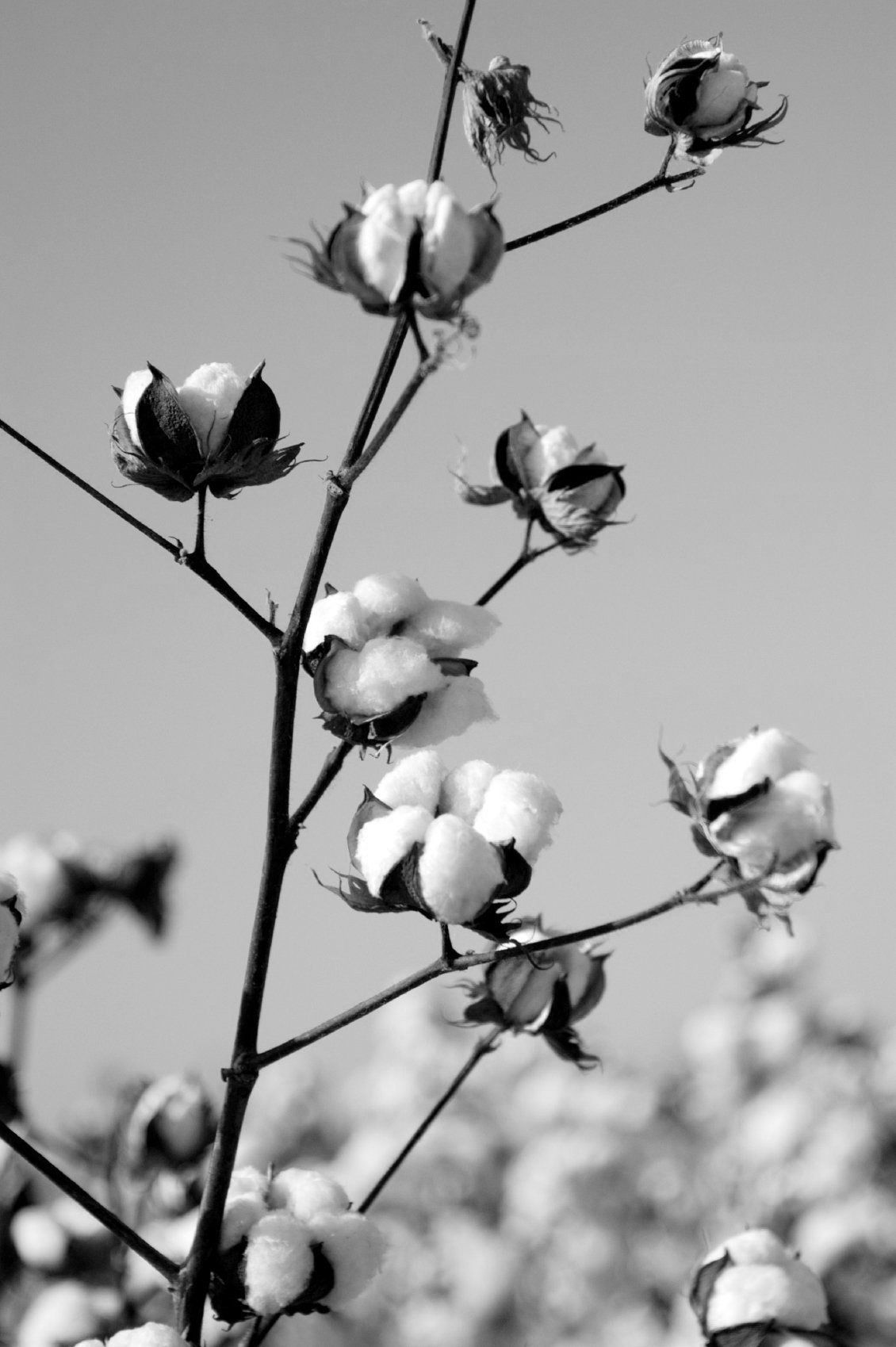 Nos matières nobles Dolux