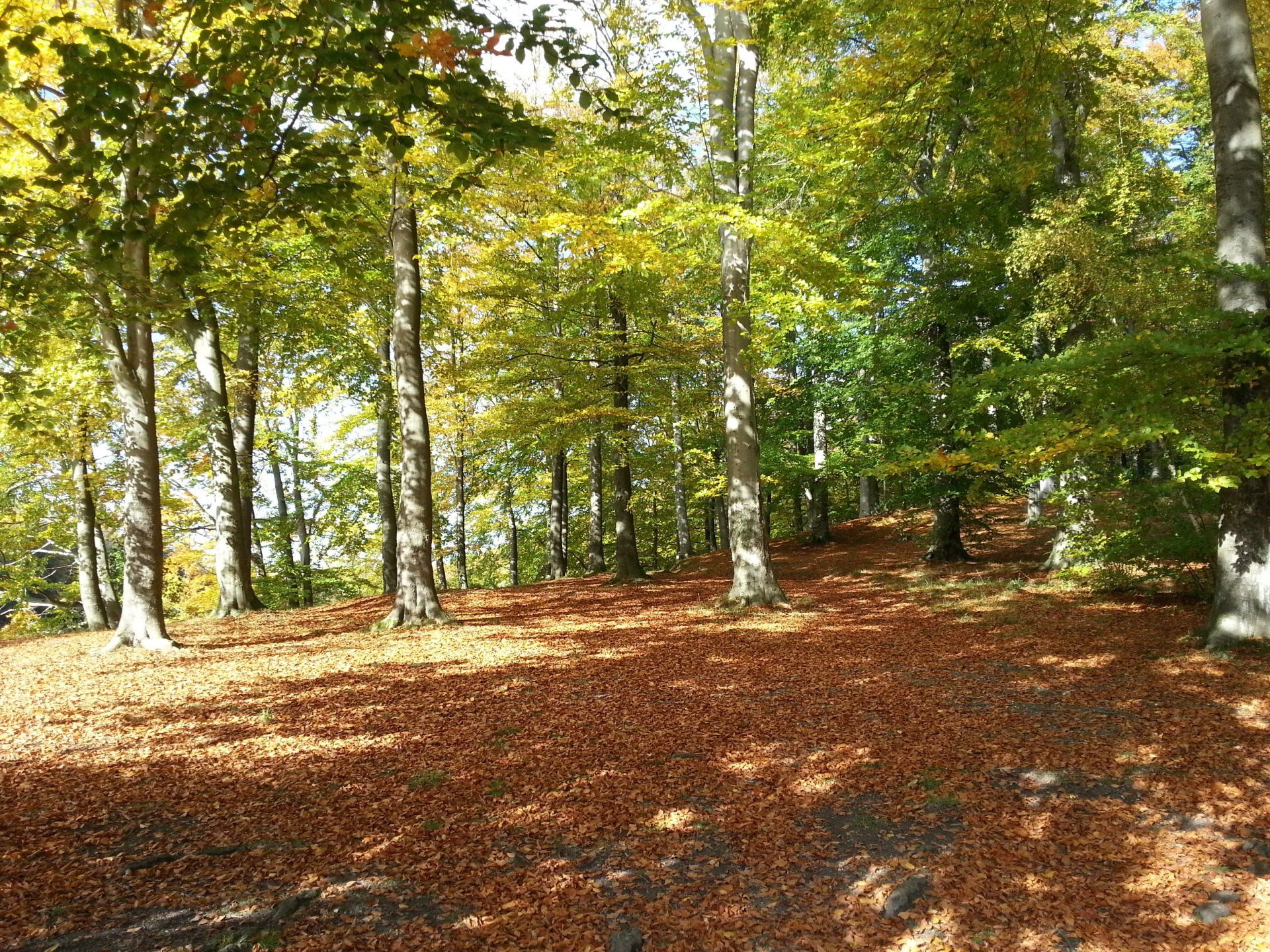 Herbststimmung in Heikendorf Herbststimmung in Heikendorf