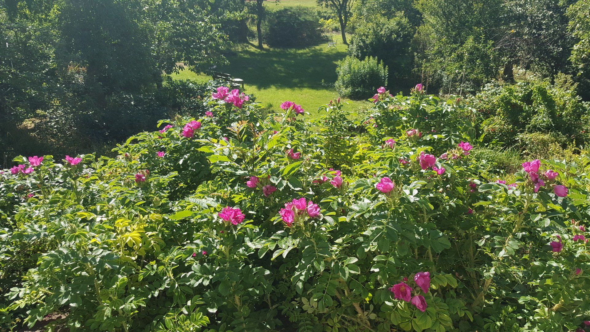 Blick in den Garten Blick in den Garten